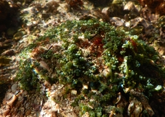 Caulerpa chemnitzia