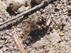 Earomyia lonchaeoides