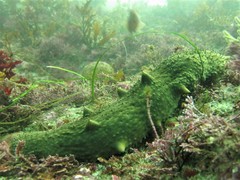 Apostichopus parvimensis