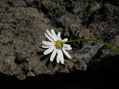 Argyranthemum gracile image