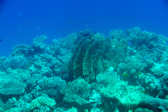 Millepora dichotoma