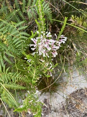 Erica perspicua