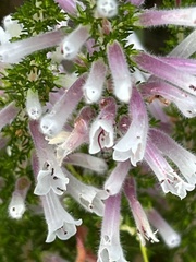 Erica perspicua