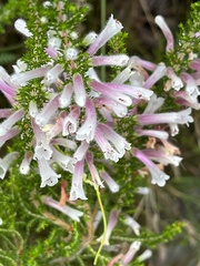 Erica perspicua