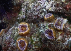 Bunodosoma californica