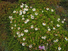 Argyranthemum pinnatifidum subsp. succulentum image