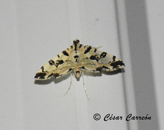 Conchylodes salamisalis