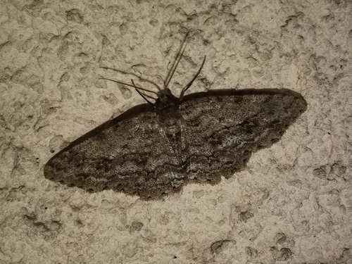 Ectropis crepuscularia