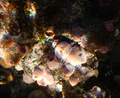 Bunodosoma californica