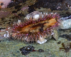 Anthopleura dowii