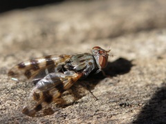 Ceroxys hortulana