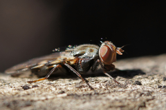Ceroxys hortulana