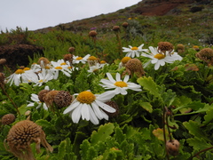 Argyranthemum pinnatifidum image