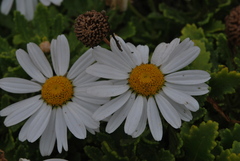 Argyranthemum pinnatifidum subsp. succulentum image