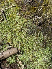 Pallavicinia