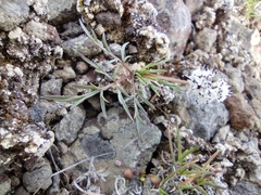 Lomatium gormanii
