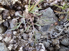 Lomatium gormanii