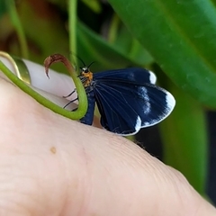 Calodesma quadrimaculata