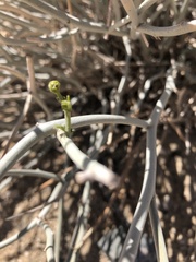 Senna armata