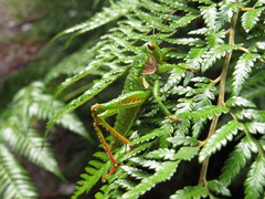 Antandrus viridis
