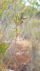 Idolomorpha madagascariensis