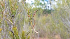 Idolomorpha madagascariensis