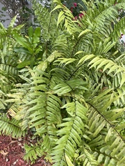 Nephrolepis biserrata