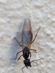 Camponotus maritimus