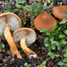 Cortinarius castoreus - Photo (c) Christian Schwarz, some rights reserved (CC BY-NC), uploaded by Christian Schwarz
