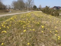 Narcissus bulbocodium