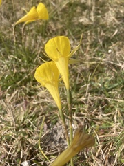 Narcissus bulbocodium