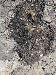 Petrophytum caespitosum