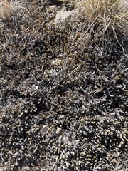 Petrophytum caespitosum