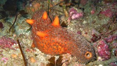 Apostichopus parvimensis