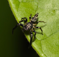 Thiania