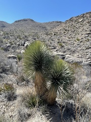 Yucca rostrata
