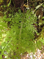 Hymenophyllum caudiculatum