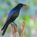 Sinaloa Crow - Photo (c) Ad Konings, some rights reserved (CC BY-NC), uploaded by Ad Konings