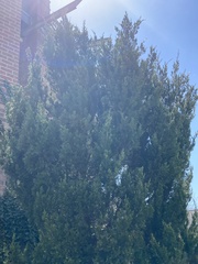 Cupressus × leylandii