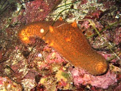 Apostichopus parvimensis