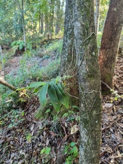 Peristeranthus hillii