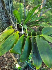 Peristeranthus hillii