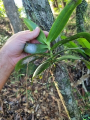 Peristeranthus hillii