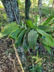 Peristeranthus hillii