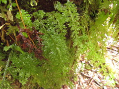 Hymenophyllum caudiculatum