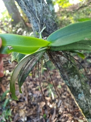 Peristeranthus hillii