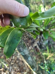 Peristeranthus hillii