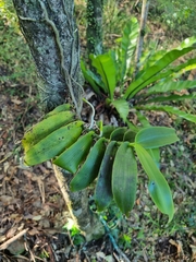 Peristeranthus hillii