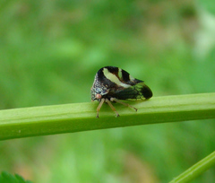 Smilia camelus