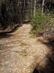 Earomyia lonchaeoides